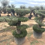 Olivovník európsky (Olea europaea) ´ARBEQUINA´ - výška 100-120 cm, kont. C130L - PONPON (-12°C)